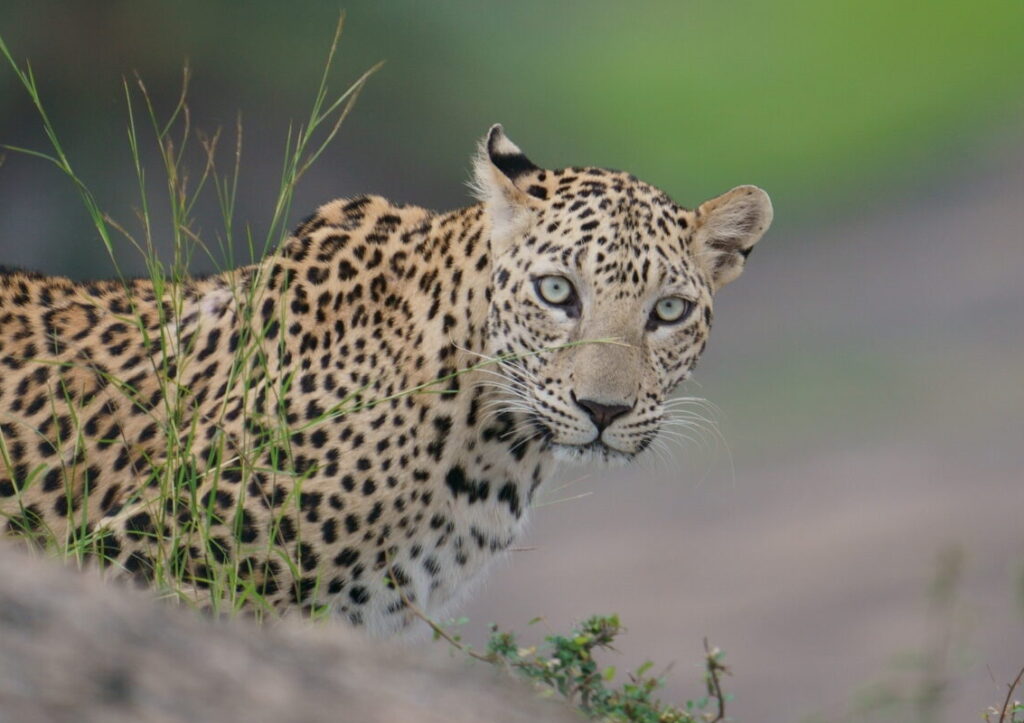 Jawai Leopard Safari