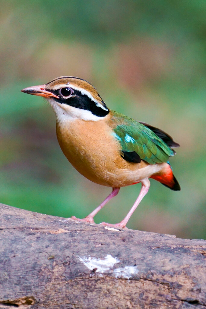 Thattekad Birding Tour