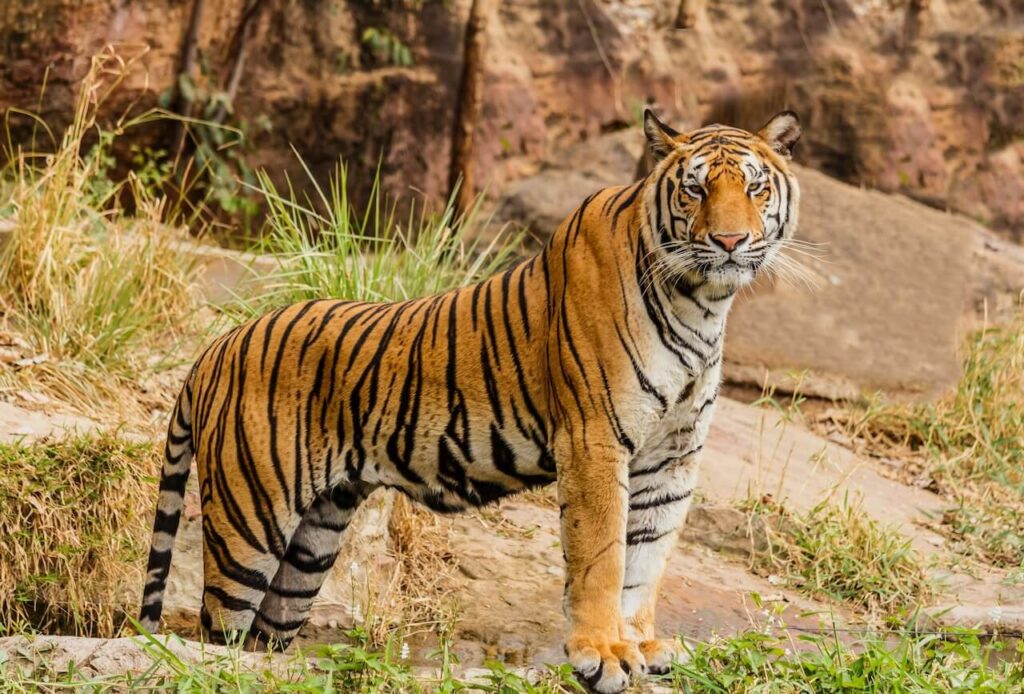 Ranthambore Tiger Safari