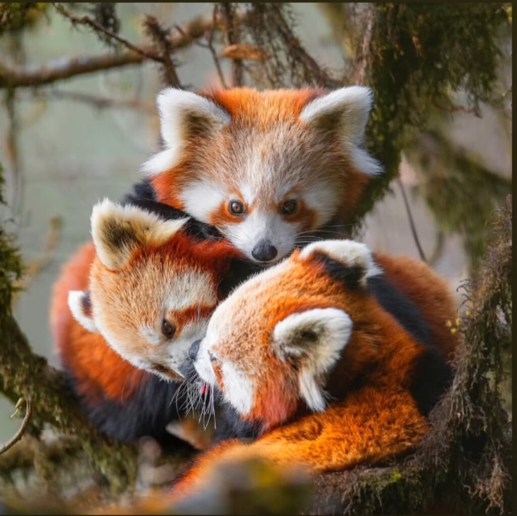 Red Panda & Birding Tour