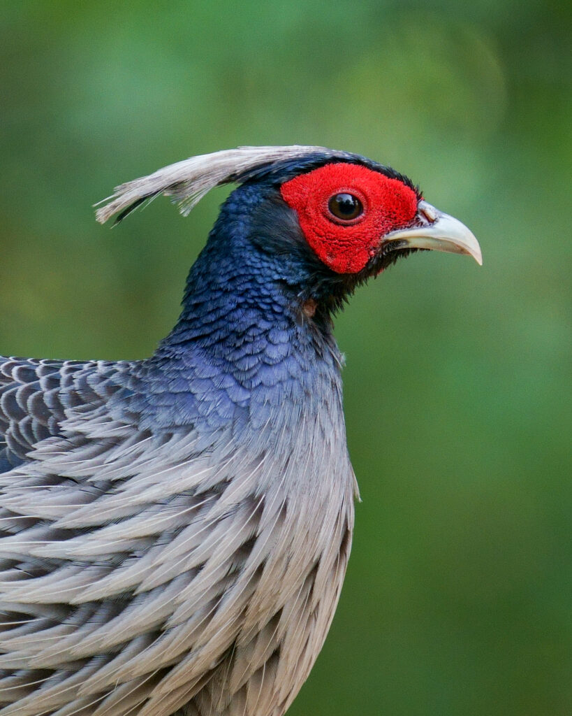 Sattal, Chopta & Mandal Birding Tour