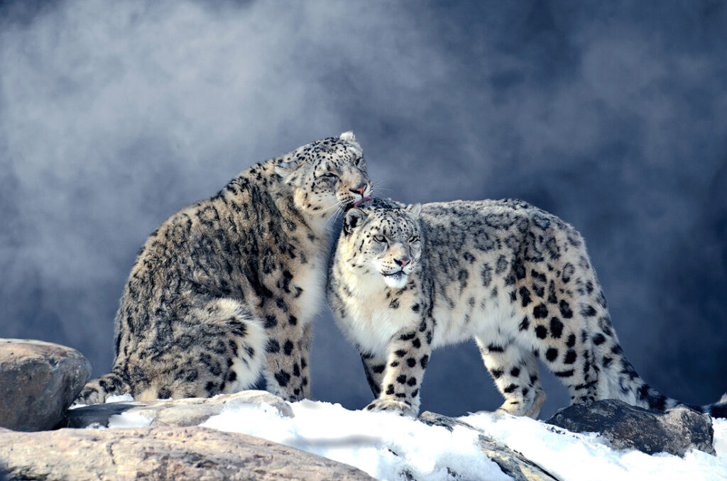 Snow Leopard Expedition